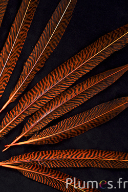 Faisan doré - 20-35 cm - orange